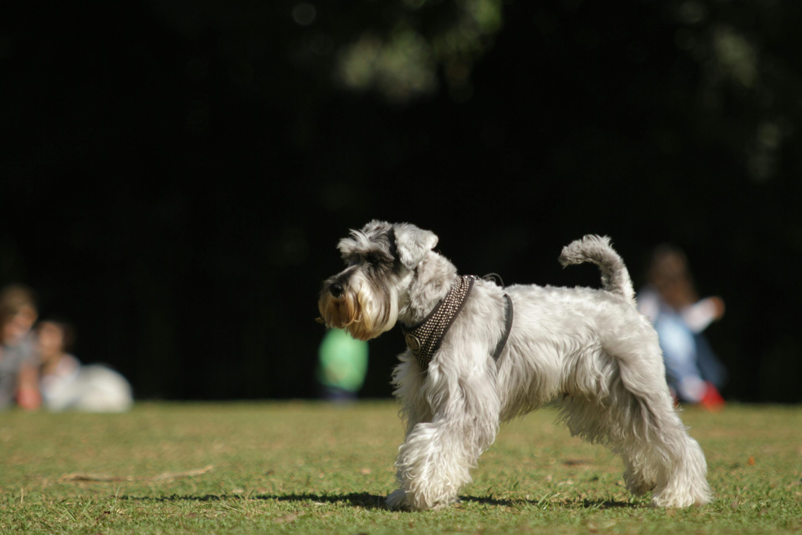 Dog playing in a yard