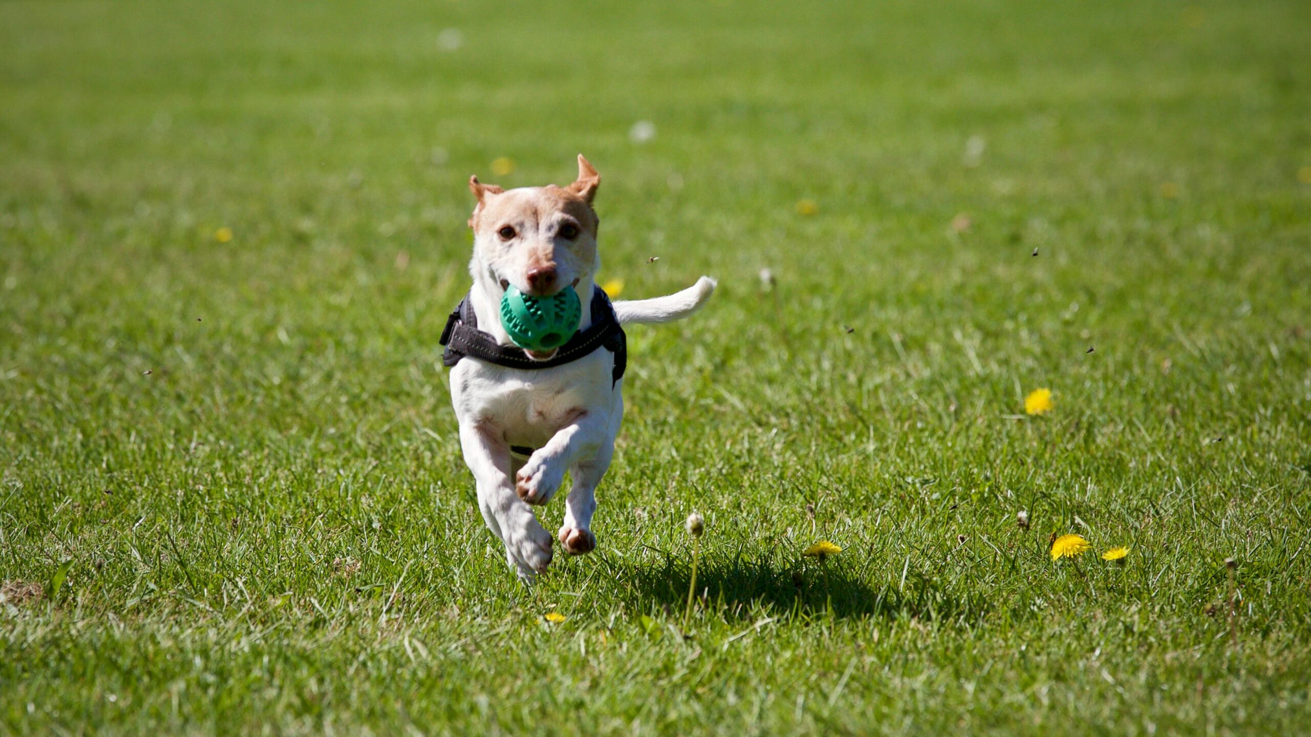 Dog running in the grass