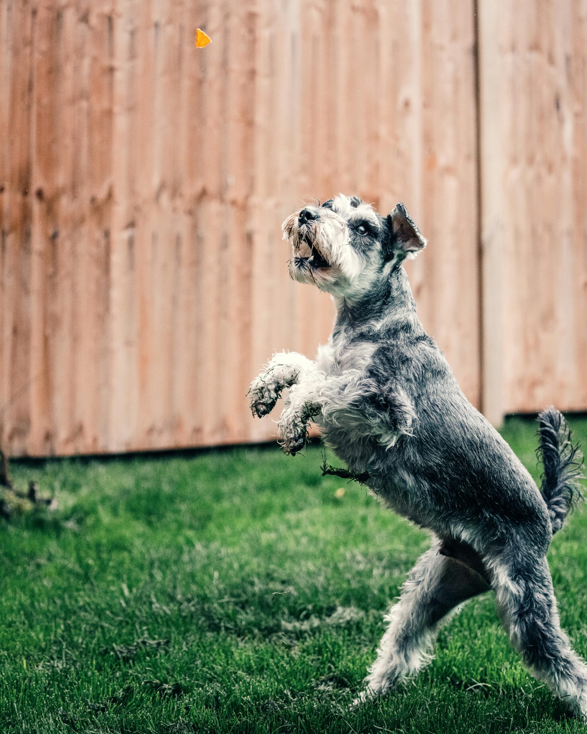 Small dog on it's hind legs